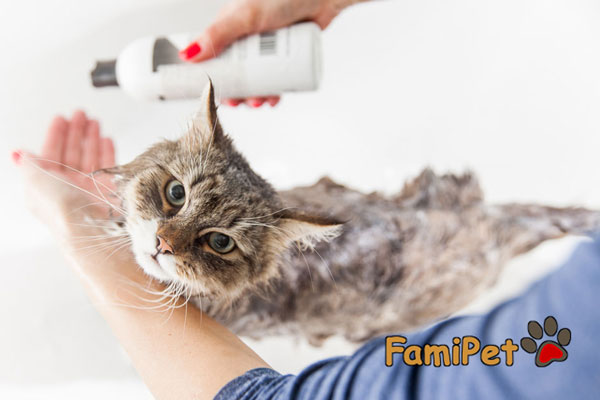 sữa tắm trị ve cho mèo